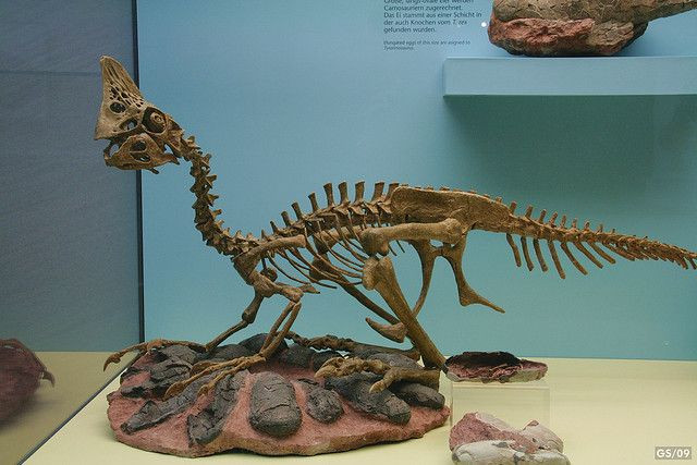 Tình mẫu tử của loài khủng long thường được nhắc đến qua chuyện về loài khủng long Oviraptor. Tại sa mạc Gobi, các nhà khoa học đã tìm thấy dấu vết của một ổ trứng và trên đó có một con khủng long thuôc loài này.