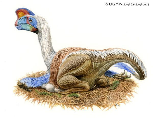 Tuy nhiên về sau, ngày càng nhiều các hóa thạch Oviraptor được tìm thấy cùng ổ trứng. Các nhà khoa học đi đến kết luận rằng, đó chính là trứng của những con khủng long này.
