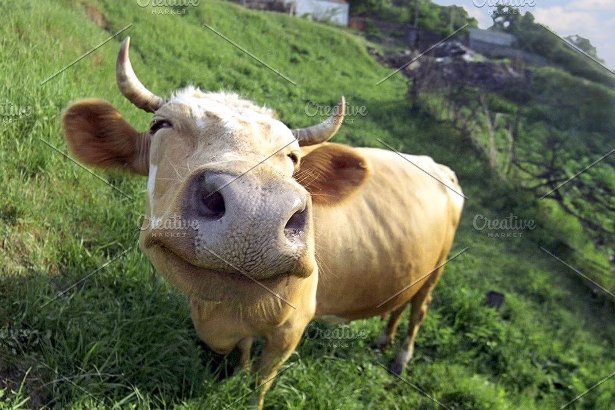 Ngoài cách lý giải trên, còn một cách lý giải khác về câu “lo bò trắng răng”. Theo đó, trắng ở đây có nghĩa là không (như “mất trắng”), và “lo bò trắng răng” nghĩa là lo bò không có răng.