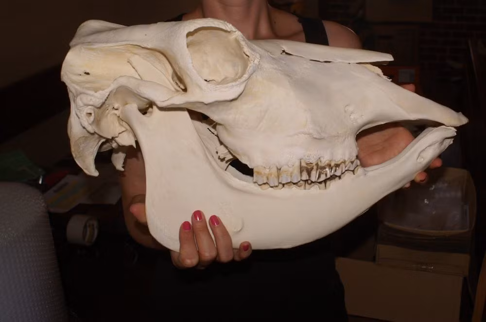 Nhưng dù hiểu theo cách nào thì hàm ý của câu thành ngữ “lo bò trắng răng” cũng không đổi, vì cùng đề cập đến sự thật hiển nhiên về con bò mà thôi.