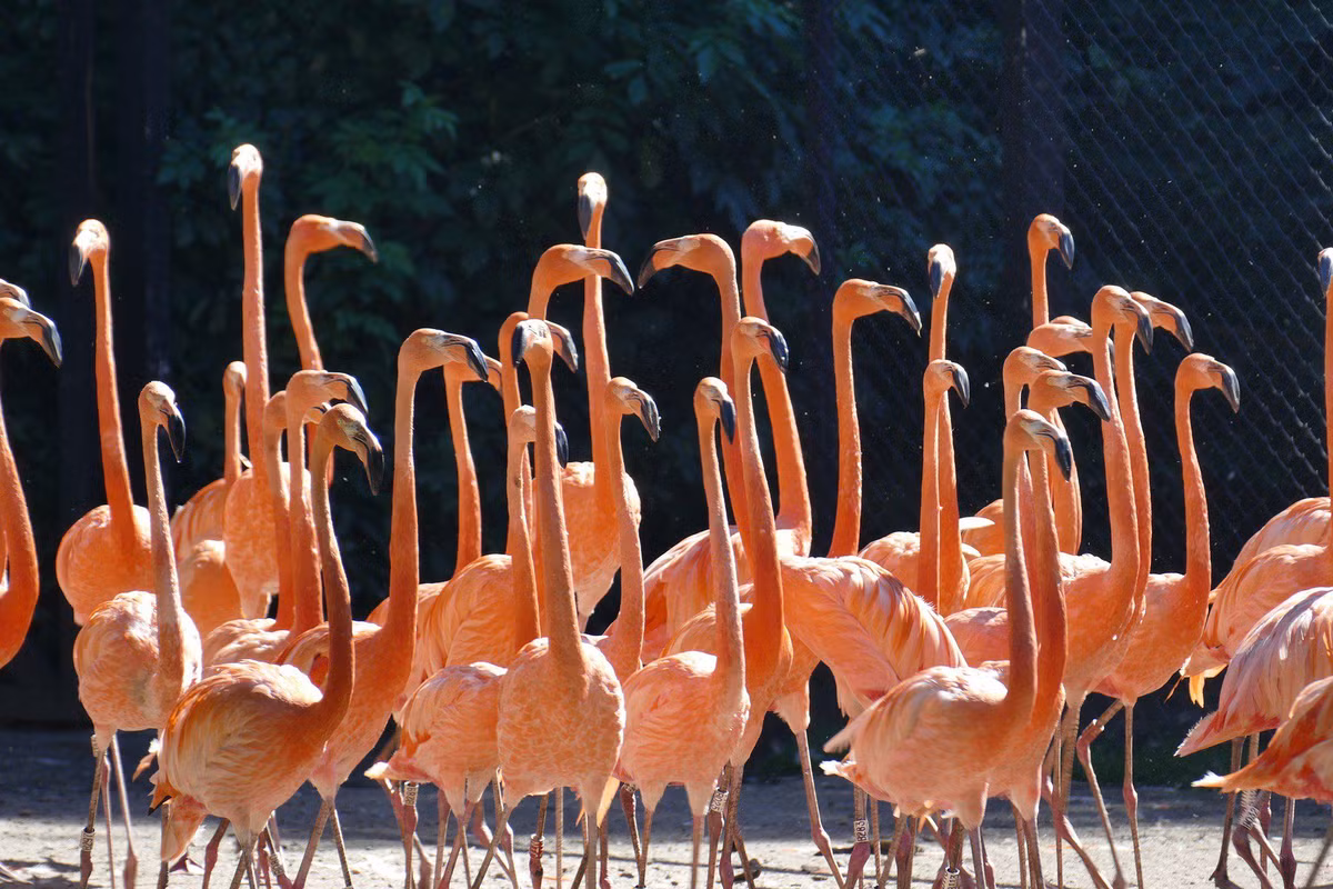 Mật độ của các đàn hồng hạc dày đặc đến mức chúng khó có thể cất cánh tại chỗ và thường xuyên phải chuyển vị trí vì cảm thấy bị đồng loại quấy rầy.