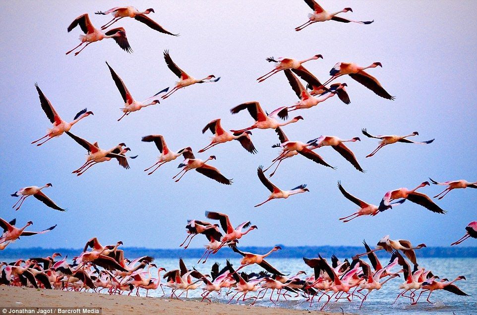 Ngoài ra, sống trong đàn lớn còn là điều cần thiết để hồng hạc kích thích sự sinh sản. Trong giai đoạn ve vãn, chim hồng hạc thường có các màn trình diễn theo nhóm.