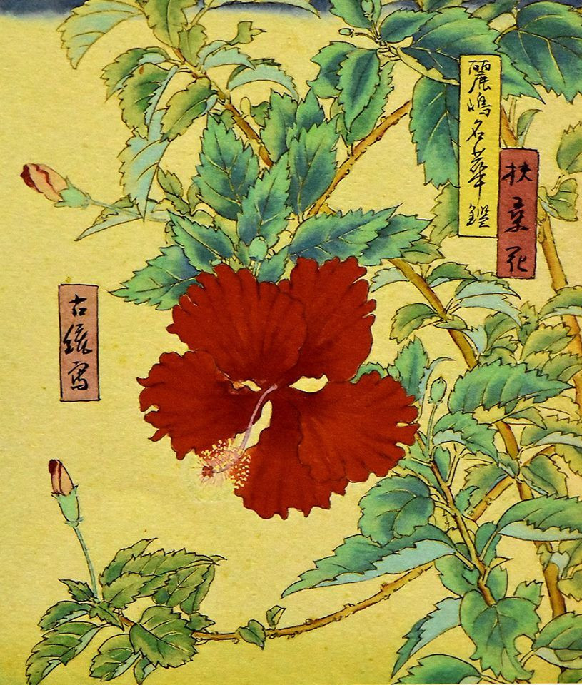 Theo truyền thuyết cổ Trung Hoa, Phù Tang là cây dâu rỗng lòng, còn gọi là Khổng Tang, chính là cây hoa dâm bụt. Loài cây này mọc nhiều ở vùng đất bí ẩn xa về phía Đông của Trung Hoa.