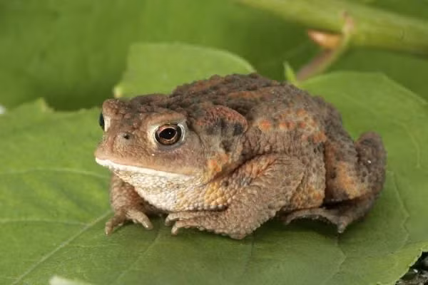 Có lẽ, do ảnh hưởng của quan niệm phong thủy này mà người Việt xưa cho rằng việc cóc nhảy vào nhà sẽ đem đến những điều may mắn như chuẩn bị đón hỷ sự, quan hệ hôn nhân lâu bền, viên mãn.