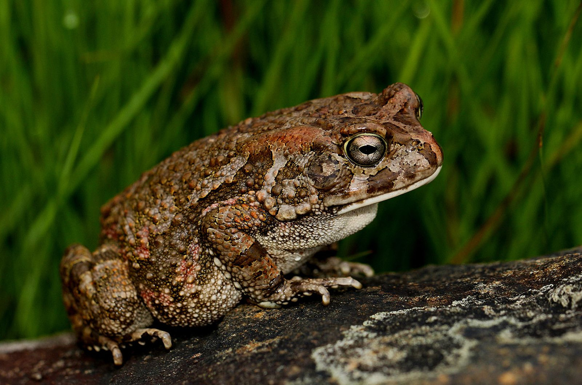 Thịt cóc được coi là thuốc chữa bệnh còi xương cho trẻ em. Đến nay, trên đường phố vẫn xuất hiện những người bán cóc với tiếng rao “Ai mua cóc đê, cóc làm ruốc đây!”.