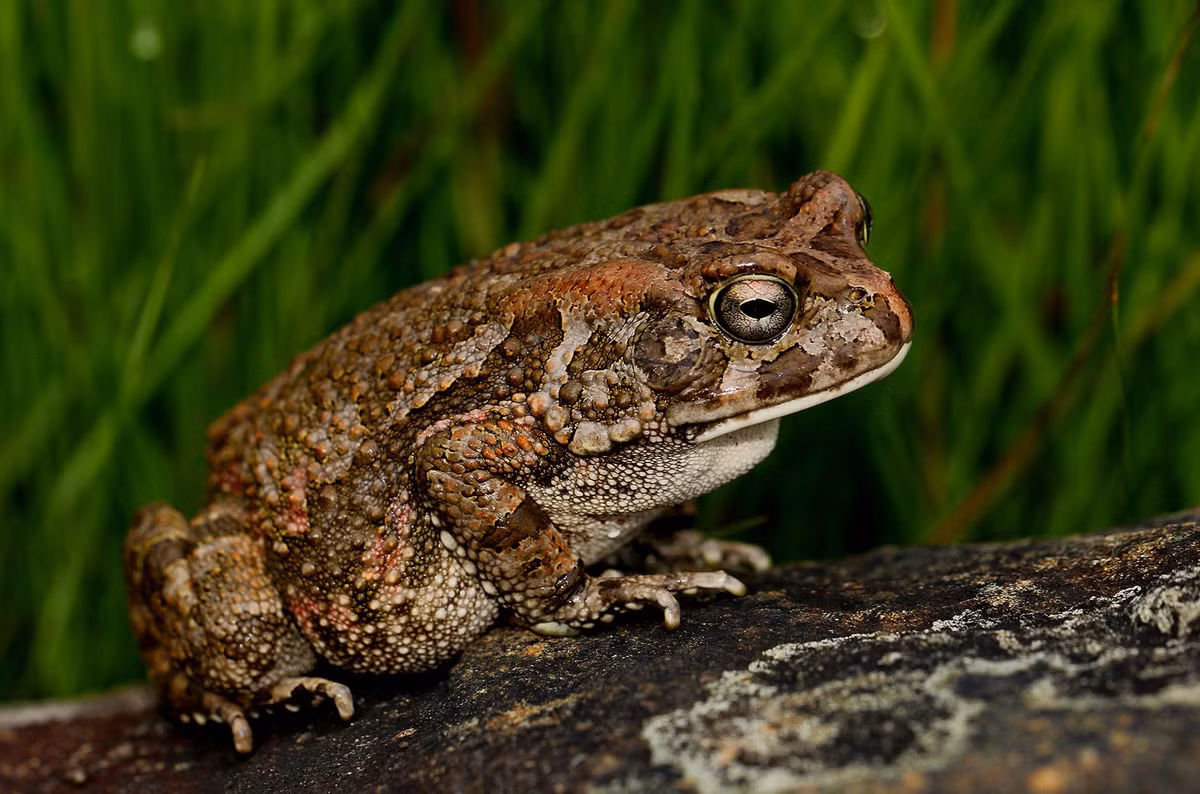 Thịt cóc được coi là thuốc chữa bệnh còi xương cho trẻ em. Đến nay, trên đường phố vẫn xuất hiện những người bán cóc với tiếng rao “Ai mua cóc đê, cóc làm ruốc đây!”.