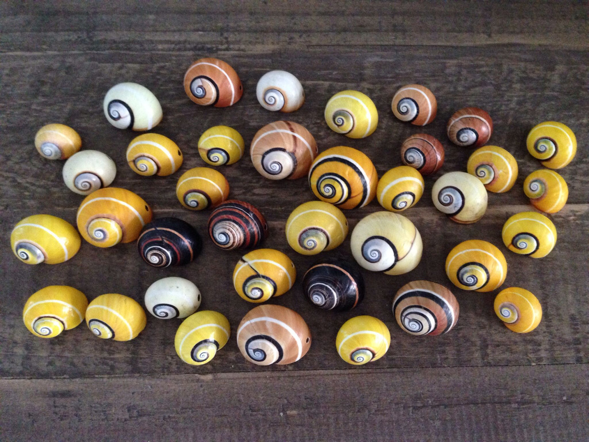 Hiện nay loài ốc sên đặc hữu này đang đối mặt với nguy cơ tuyệt chủng do nạn thu nhặt lấy vỏ với mục đích sưu tầm, chế tác đồ thủ công mỹ nghệ phục vụ thương mại.