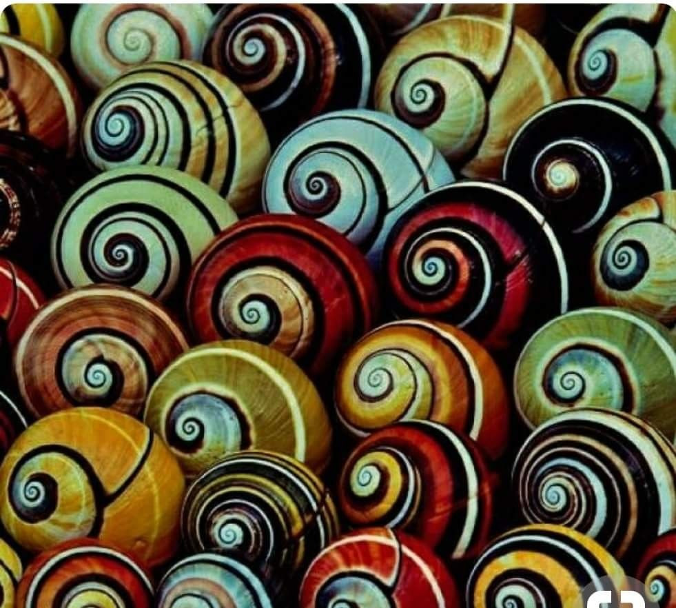 Trong thiên nhiên, ốc sên sọc Polymita Picta sống trên một số loài cây nhất nhất định ở các vùng rừng ven biển hoặc rừng cận nhiệt đới. Chúng chủ yếu ăn địa y, rêu trên vỏ cây và lá non.