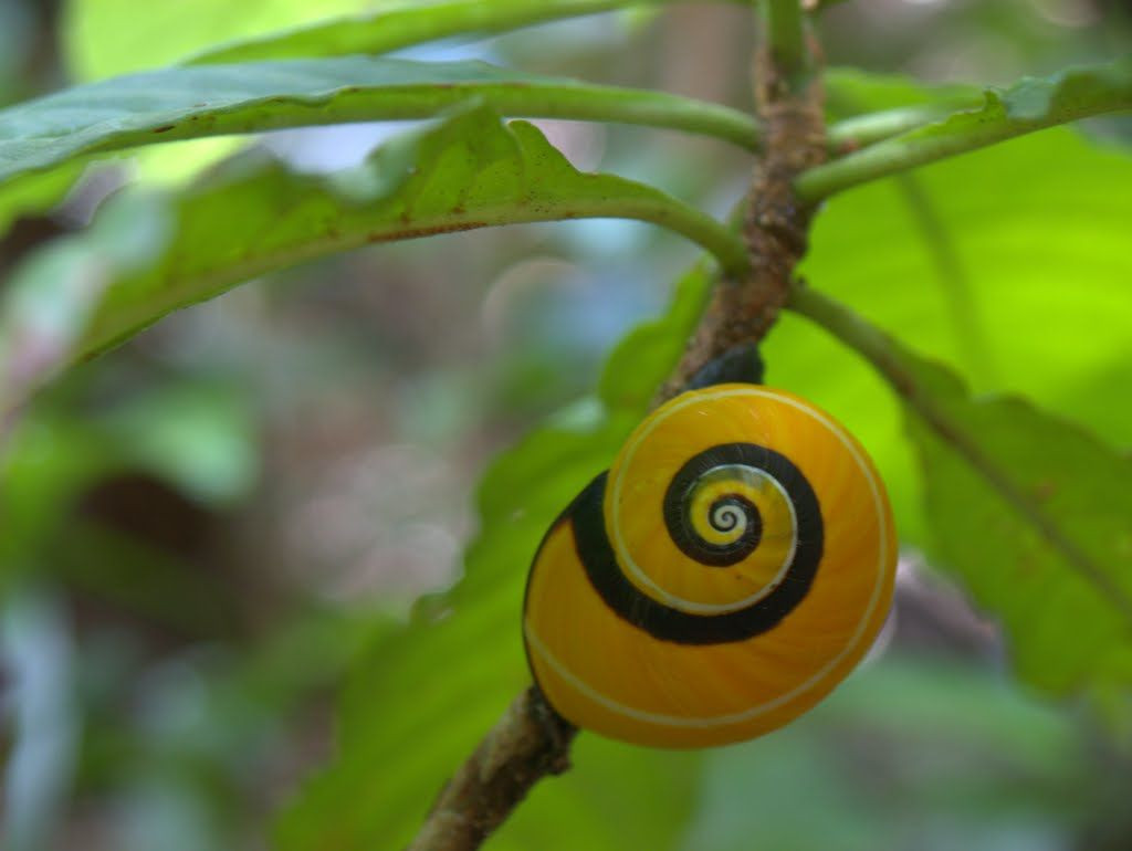 Ngoài ra, những thay đổi về môi sinh, sự xâm lấn của các loài sinh vật ngoại lai, biến đổi khí hậu... cũng là yếu tố khiến số lượng loài ốc sên này bị sụt giảm.