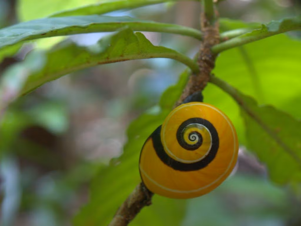 Ngoài ra, những thay đổi về môi sinh, sự xâm lấn của các loài sinh vật ngoại lai, biến đổi khí hậu... cũng là yếu tố khiến số lượng loài ốc sên này bị sụt giảm.