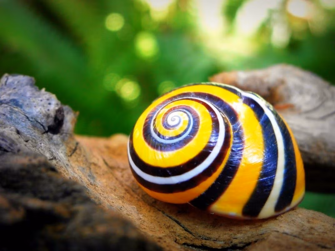 Loài ốc này sinh sản trong mùa mưa, khoảng tháng 10, và ngừng hoạt động từ đầu tháng 12, khi thời tiết trở nên khô hạn. Một con ốc sên sọc Polymita Picta trường thành có thể lớn bằng bàn tay.