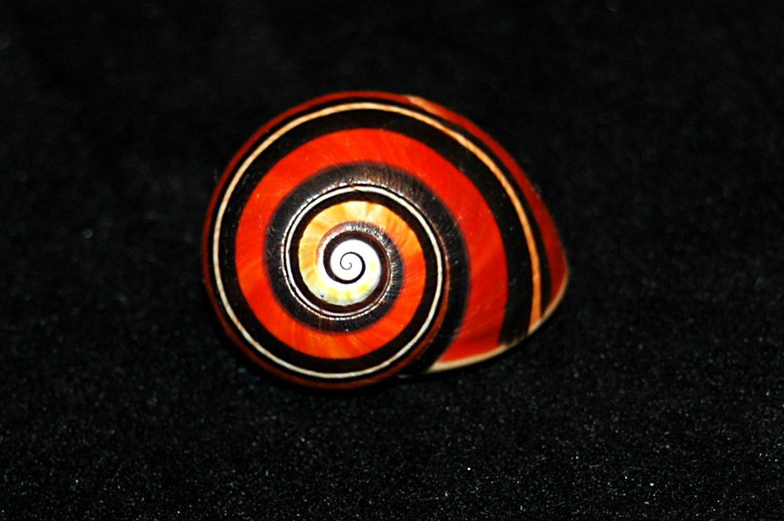 Để bảo vệ loài ốc “quốc bảo” của mình, chính quyền Cuba đã có kế hoạch tăng mức phạt đối với các trường hợp vi phạm lệnh cấm săn bắt ốc và lập ra các khu bảo tồn riêng biệt theo tiêu chuẩn quốc tế.