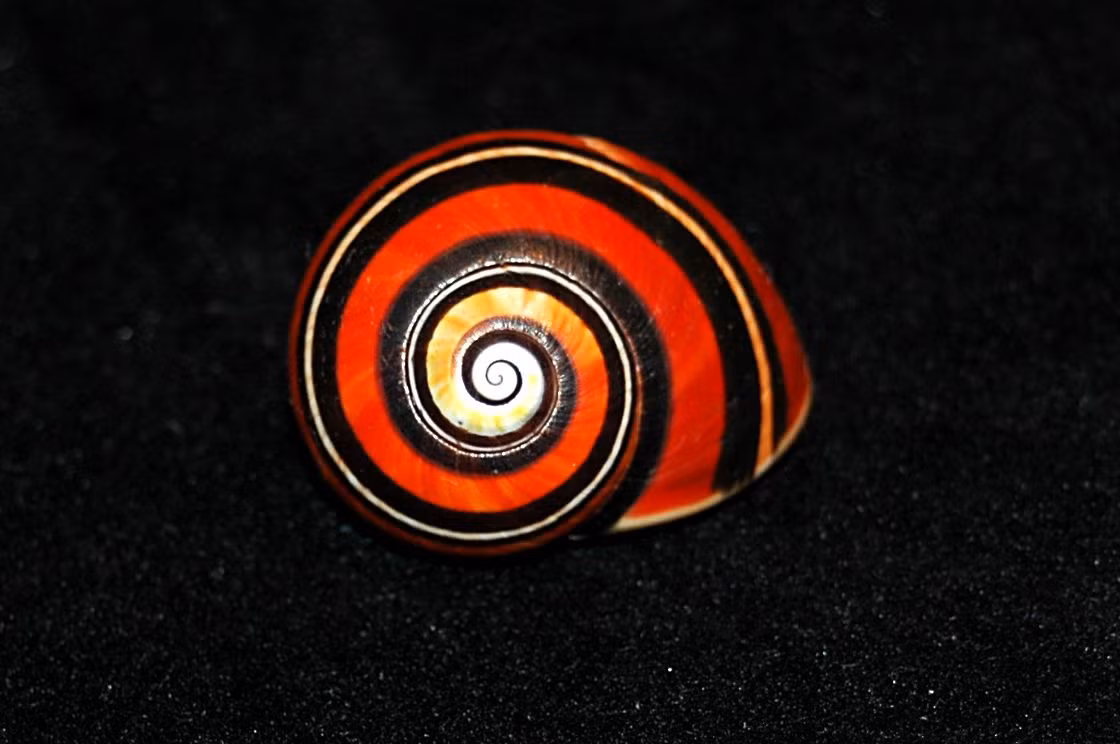 Để bảo vệ loài ốc “quốc bảo” của mình, chính quyền Cuba đã có kế hoạch tăng mức phạt đối với các trường hợp vi phạm lệnh cấm săn bắt ốc và lập ra các khu bảo tồn riêng biệt theo tiêu chuẩn quốc tế.