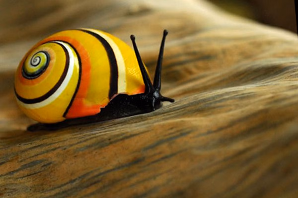 Là loài động vật thân mềm đặc hữu của miền Đông đảo quốc Cuba, ốc sên sọc Polymita Picta, được mệnh danh là “loài ốc đẹp nhất Trái đất”.