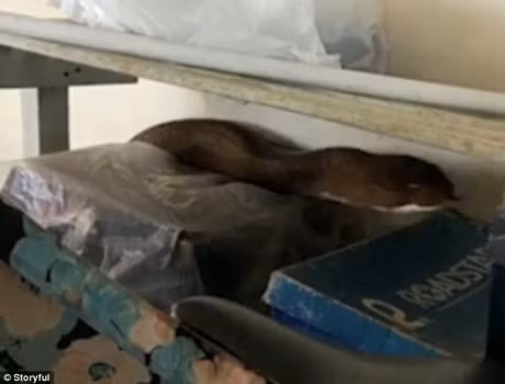 Ho mang khong lo dap cua, leo chan song vao nha