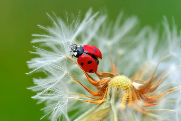 Vì cơ hội phát triển lâu dài đang ở trước mắt, người sinh ngày 8 và 14 Âm lịch luôn muốn mở rộng thêm một số lĩnh vực kinh doanh mới. Điều này cũng làm hài lòng lãnh đạo và đối tác, đồng nghiệp.