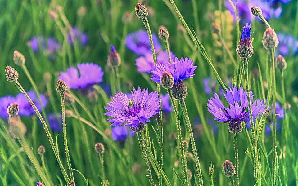 Người sinh ngày Âm lịch này cũng có lúc gặp khó khăn trong quá trình lập nghiệp nhưng những điều này sẽ không cản trở tốc độ thành công của họ. Sau một thời gian làm việc chăm chỉ, người sinh ngày 8 và 14 Âm lịch có thể tạo dựng được lề lối làm việc ổn định, từng bước đi đến thành công một cách vững vàng.