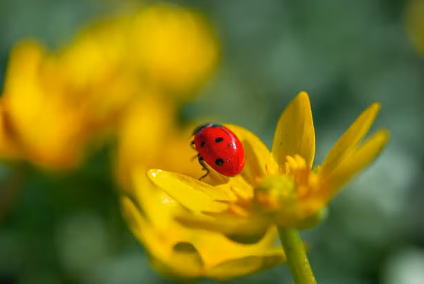 Đồng thời, họ cũng chủ động khắc phục nhưng khó khăn, rắc rối phát sinh ở nơi làm việc. Những người sinh ngày Âm lịch này cũng muốn đạt được một số không gian phát triển mới.