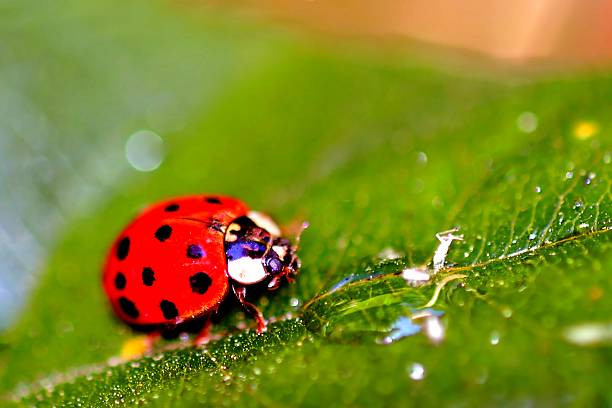Về lâu dài, người sinh ngày Âm lịch này còn được quý nhân phù trợ ở nơi làm việc. Do đó, ít khi họ gặp phải rắc rối lớn trong công việc.