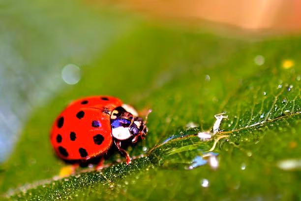 Về lâu dài, người sinh ngày Âm lịch này còn được quý nhân phù trợ ở nơi làm việc. Do đó, ít khi họ gặp phải rắc rối lớn trong công việc.