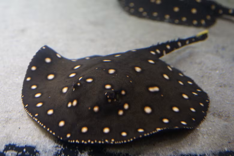 Gần đây, loài cá đuối (cá sam) bỗng trở thành cơn sốt trong thú chơi của các đại gia. Với hình thù kỳ quái, đặc biệt là những gai độc được bố trí ở phần đuôi cá nên loài này không chỉ lạ về hình thức mà còn được tự nhiên ban tặng những vũ khí tự vệ "độc, lạ" nên được nhiều người săn lùng.