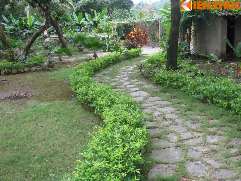 Sân vườn là thiết kế không thể thiếu trong không gian nhà cổ Bắc Bộ. Trong căn nhà của anh Long, không hiếm gặp những lối đi nên thơ, xanh mướt như thế này.