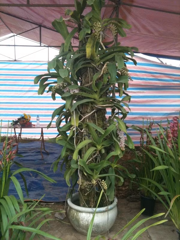 Một chậu lan Đai Châu khác cũng được "hét" giá 12 triệu đồng.