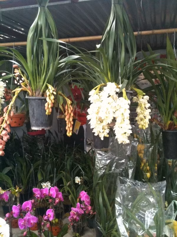Các loại địa lan rủ cũng được khách chọn mua nhiều. Địa lan rủ màu trắng là đắt đỏ nhất khoảng hơn 1 triệu/chậu. Địa lan rủ các màu khác có giá gần 1 triệu đồng/chậu.