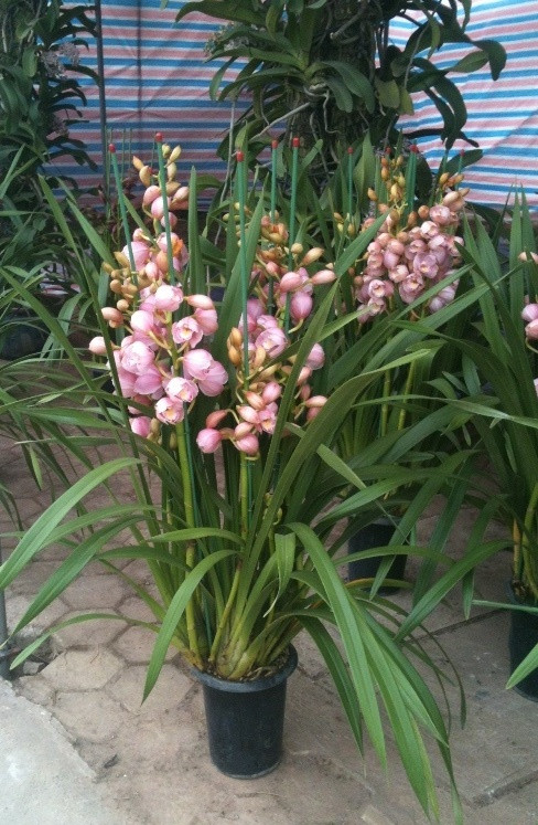 Địa la Sa tô 6 cành có giá 1,2 triệu đồng. Địa la Sa tô 6 cành có giá 1,2 triệu đồng.