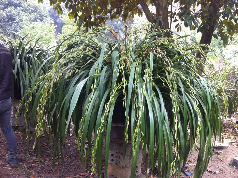 Chậu địa lan Trần Mộng trị giá khoảng 50 triệu đồng của vườn anh Dương Toàn Thắng.