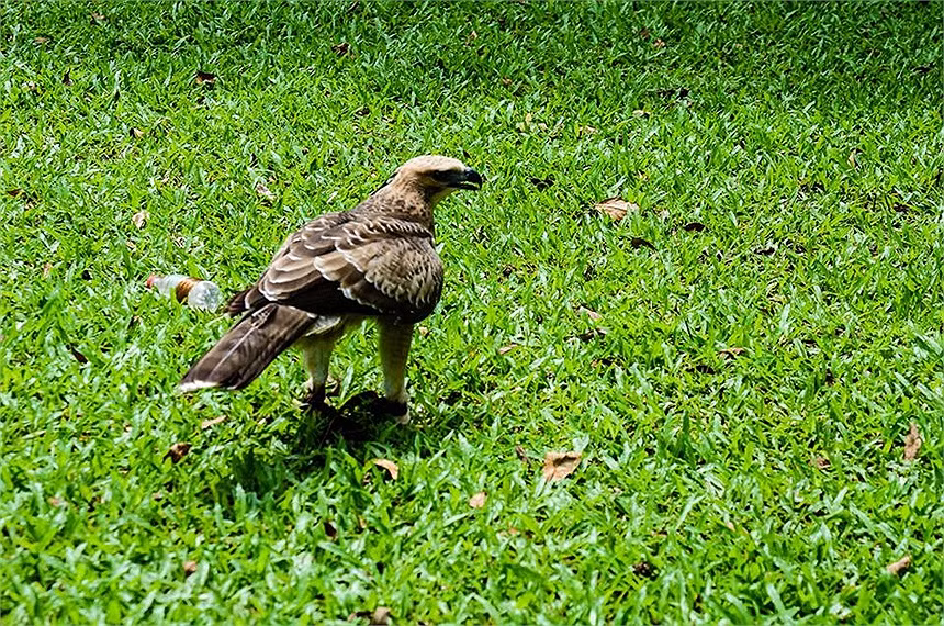 Theo chủ nhân, con chim này được mua từ Đà Lạt lúc mới 1 tháng tuổi.