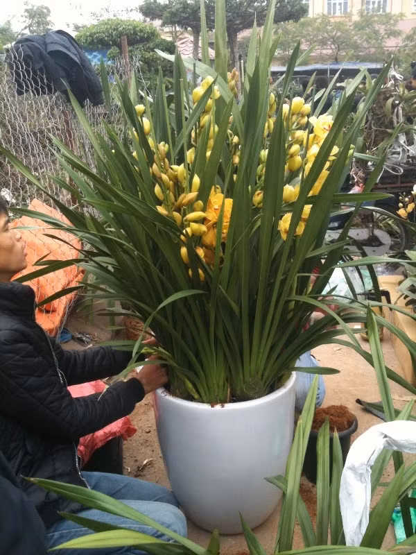 Chậu địa lan Sa tô này đã được mua với giá 3 triệu đồng.