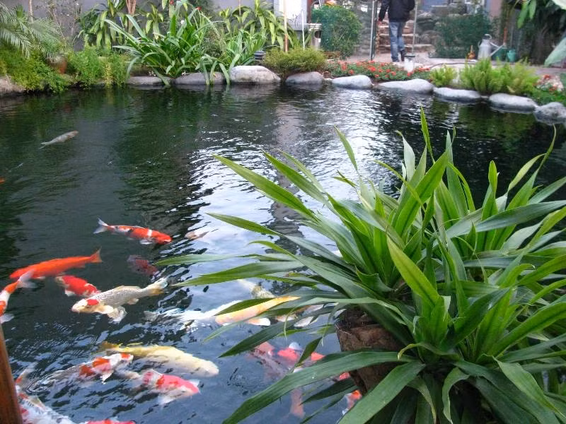 Đó là phải đủ rộng, thoáng mát, nước trong, không nhiễm độc tố, tuần hoàn tốt, đủ dưỡng khí... Điều này có được nhờ hệ thống xử lý nước cùng vô số cây xanh được trồng xung quanh hồ.