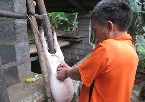 Thời bao cấp nhà nhà, người người nuôi lợn, và hoạn lợn trở thành nghề mang lại nguồn thu nhập chính của nhiều gia đình. Đội quân chuyên nghề hoạn lợn, có mặt tại khắp các xóm ngõ. Thời bao cấp nhà nhà, người người nuôi lợn, và hoạn lợn trở thành nghề mang lại nguồn thu nhập chính của nhiều gia đình. Đội quân chuyên nghề hoạn lợn, có mặt tại khắp các xóm ngõ.