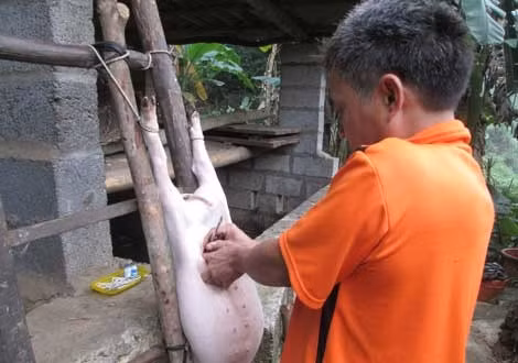 Thời bao cấp nhà nhà, người người nuôi lợn, và hoạn lợn trở thành nghề mang lại nguồn thu nhập chính của nhiều gia đình. Đội quân chuyên nghề hoạn lợn, có mặt tại khắp các xóm ngõ.