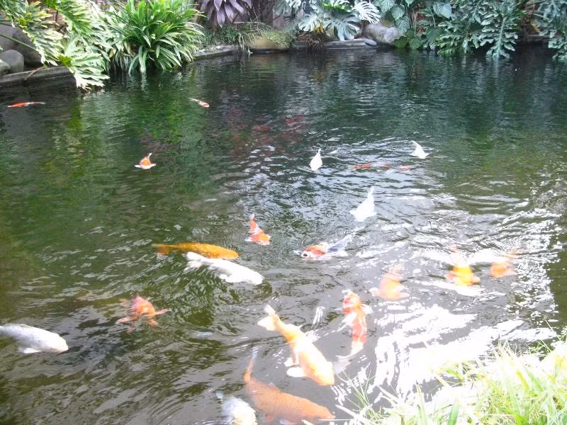 Càng có nắng, màu sắc cá càng rực rỡ.