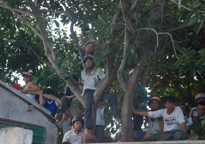 Bất chấp nguy hiểm, người dân leo cả lên cây... Ảnh: Zing News.