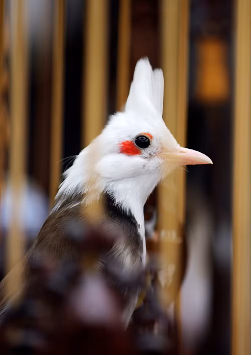 Chú chim được mệnh danh là "nữ hoàng" chào mào từng gây chú ý với giới chơi chim cảnh Hà Nội, từng được hỏi mua giá 300 triệu đồng nhưng chủ nhân không bán. Điều đặc biệt là chú chim này sở hữu bộ lông có khoảng trắng từ đầu đến yếm, mắt được trang điểm thêm 1 khoảnh đỏ vô cùng ấn tượng.