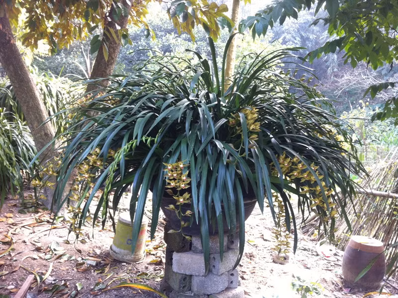 Chậu địa lan Trần Mộng này cũng có giá 20 triệu đồng.