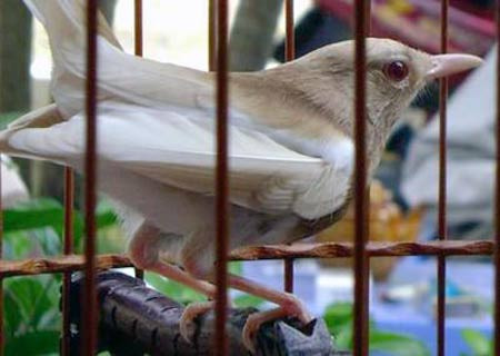 Chú chích chòe bạch trống vô cùng hiếm này (cũng thuộc lại chích chòe than) có giá 45 triệu đồng.