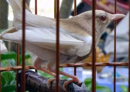 Chú chích chòe bạch trống vô cùng hiếm này (cũng thuộc lại chích chòe than) có giá 45 triệu đồng.