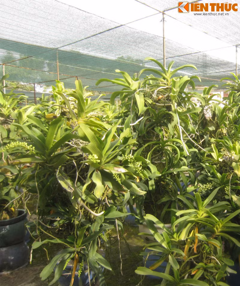 Cận cảnh những trụ lan tươi tốt trong vườn lan của anh Bích.