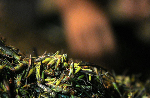 Loài côn trùng đáng ghét giờ đây lại có giá trị. Mỗi kg bán ra thị trường với giá từ 50 – 70 ngàn đồng.