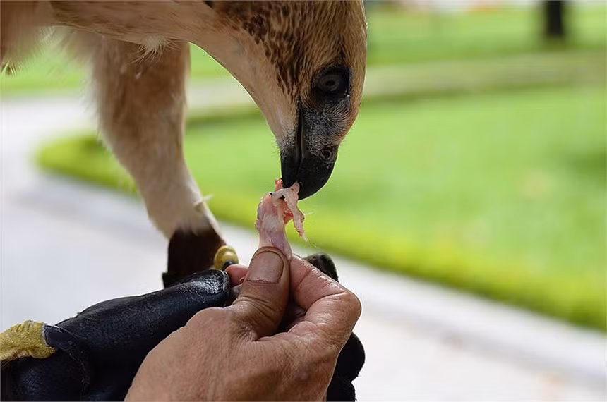 Khi 'huấn luyện viên' hất tay lên, đại bàng bay lên cây. 'Huấn luyện viên' thổi còi và trên tay cầm thịt chim cút, chú đại bàng sà xuống tay.