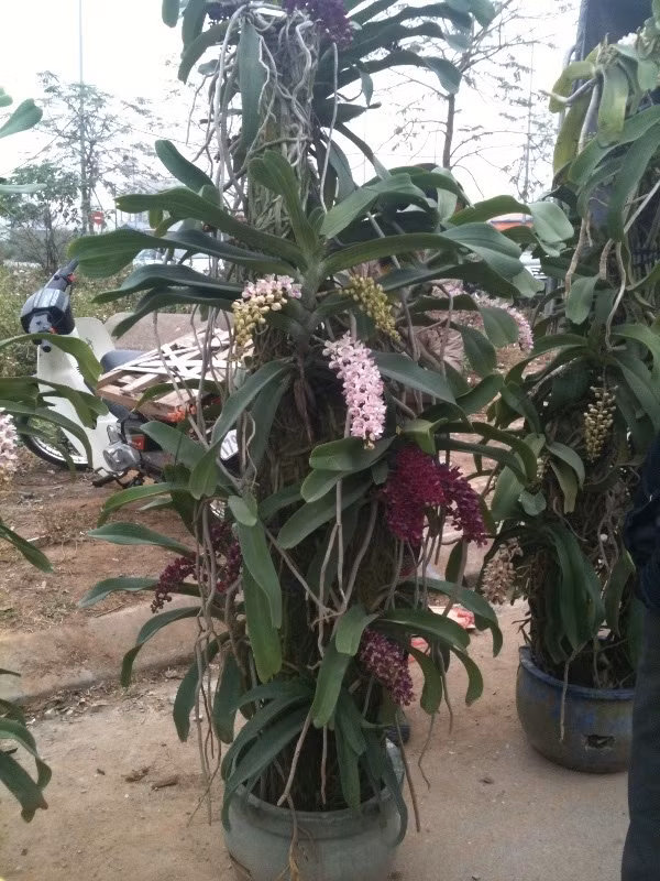 Nổi bật và đắt tiền nhất trong khu chợ lan là chậu lan Đai Châu (tên gọi khác là lan Ngọc Điểm) được rao bán với giá 13 triệu đồng. Khách chuộng lan không thể không dừng chân để ngắm chậu lan này. Cái giá của chậu lan này cũng xứng bởi lẽ hội tụ được cả 5 màu lan Đai Châu điển hình, đó là: trắng, đỏ, cam, trắng tím và đốm.