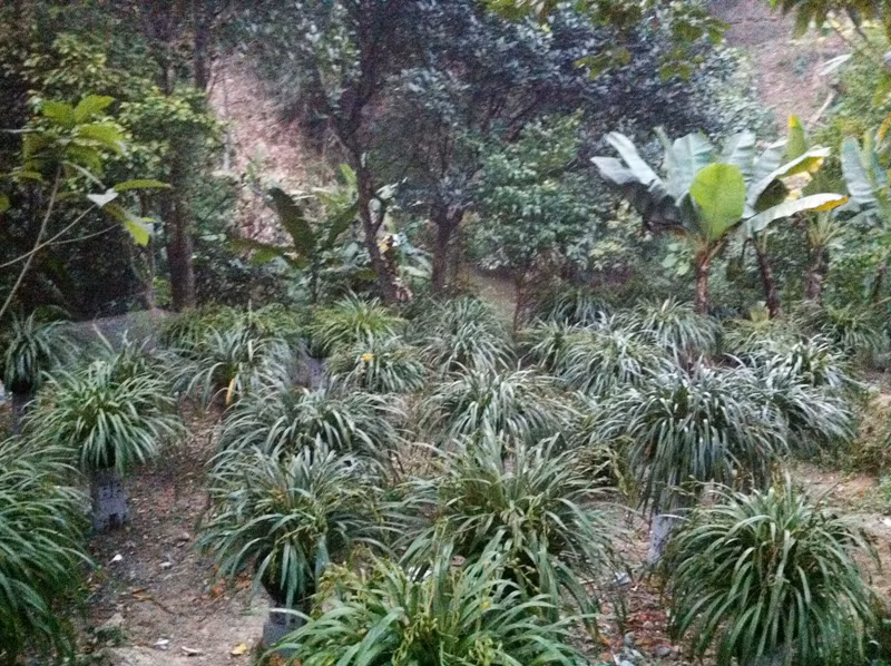 Một góc vườn địa lan Trần Mộng của anh Dương Toàn Thắng.