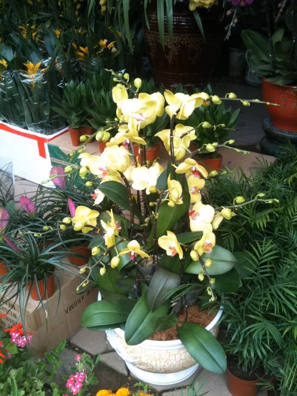 Chậu địa lan Hồ Điệp màu vàng này của nhà vườn Cảnh Yến, có giá 13 triệu đồng.