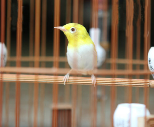 Một đại gia Hà Nội từng khiến dư luận bán tín bán nghi khi tuyên bố có người sẵn sàng trả giá một chú chim trong bộ sưu tập của anh với 10.300 USD nhưng anh nhất quyết không bán. Chú chim có giá đắt đỏ nhất thuộc sở hữu của vị đại gia này chính là hoàng khuyên.