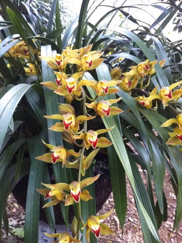 Theo anh Thắng, giá một cành lan Trần Mộng trung bình khoảng 300 - 500.000 đồng. Những cành lan đẹp xuất sắc như trong ảnh có giá trên 500 - 1 triệu đồng/cành.