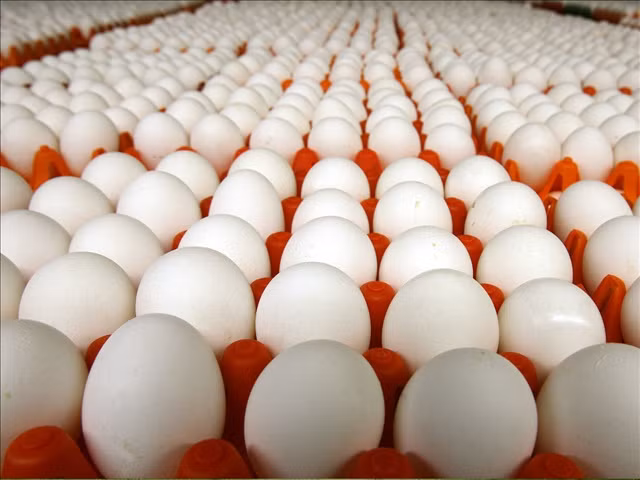 Các loại trứng gà, trứng vịt, trứng chim cút có khả năng đội giá lên khoảng 30%.